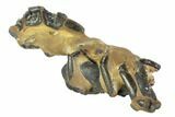 Fossil Mud Lobster (Thalassina) - Australia #95776-1